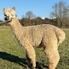 TOFT Nautilus Light Fawn Stud Male standing at TOFT Alpaca Stud